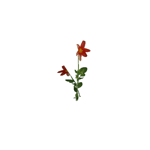 Flower 3 (Type 6)